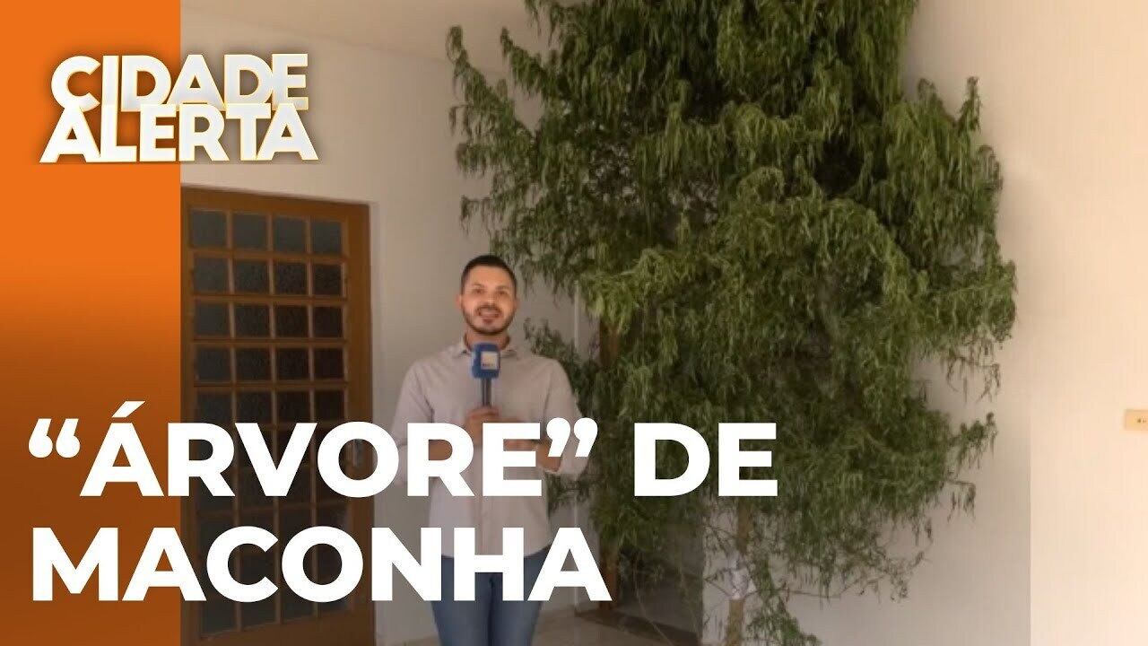“Árvore” gigante de maconha é apreendida pela polícia em Ibiporã