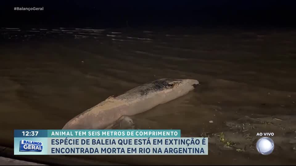 Baleia ameaçada de extinção é encontrada morta no rio da Prata, na Argentina