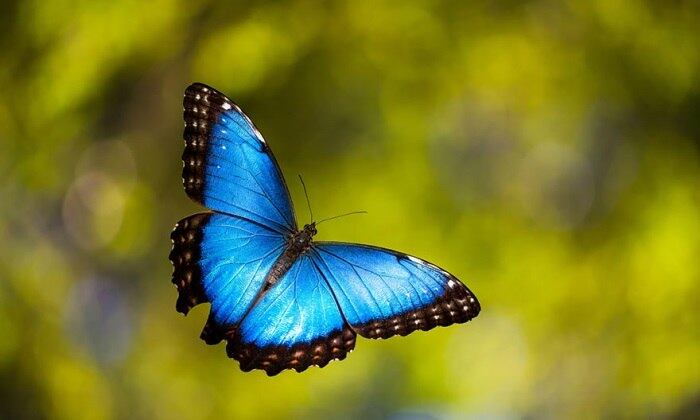 Espécie: Blue Morpho