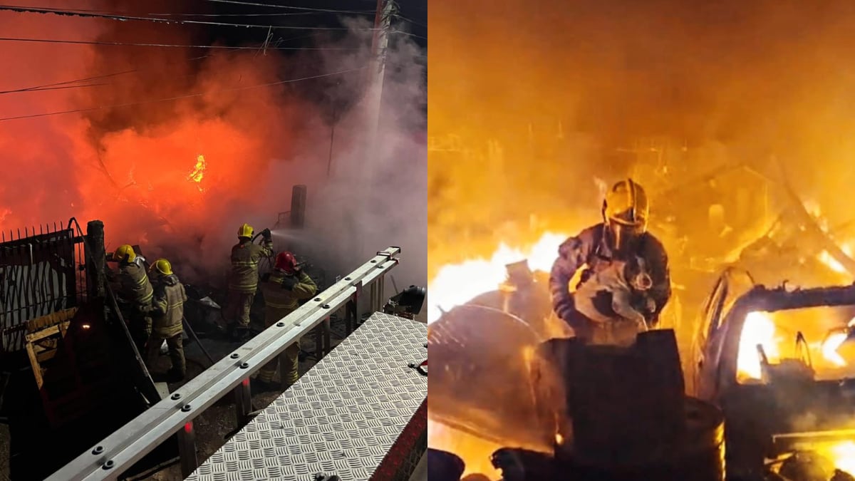 O animal foi retirado em segurança e entregue ao proprietário, sem ferimentos aparentes