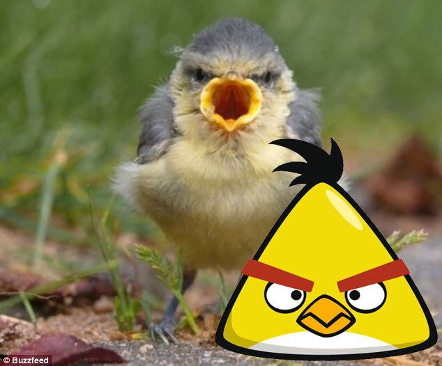 pássaros, jogo, rovio, angry, birds