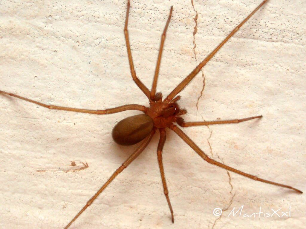 Aranha-marrom é a maior responsável pelos acidentes