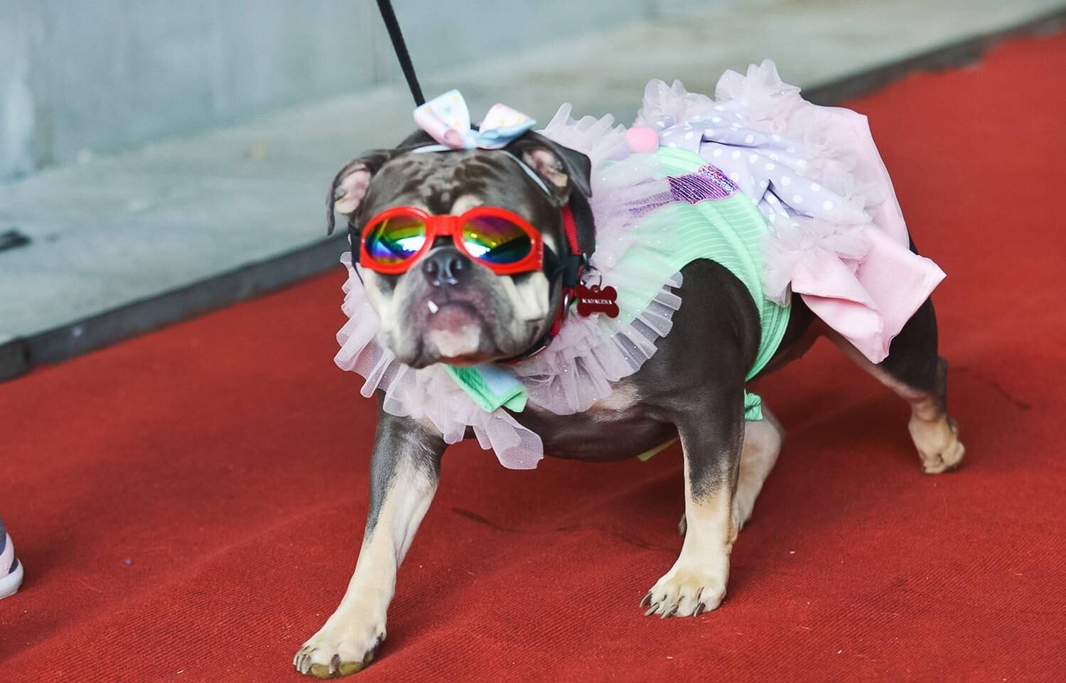 Nada como um bom par de óculos, e uma fantasia completa, para desfilar sem medo
