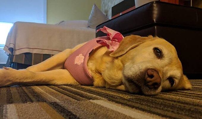 Hotel oferece lar temporário a animais abandonados