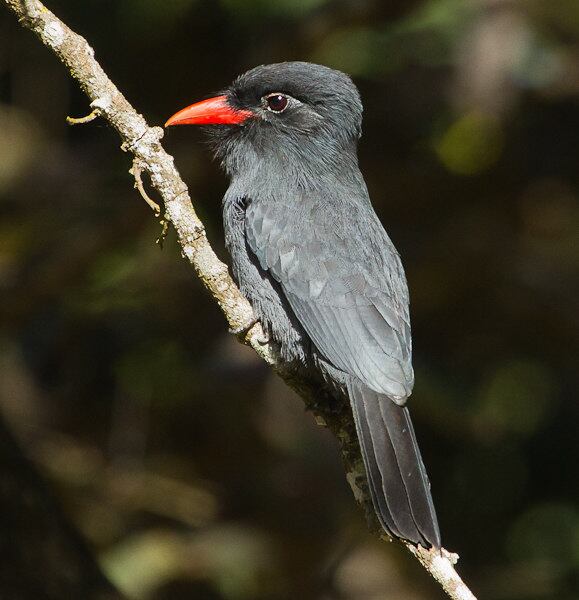 O Chora-chuva-preto também é conhecido como tanguru-pará e bico-de-brasa, mede cerca de 27 cm

Veja reportagem completa
