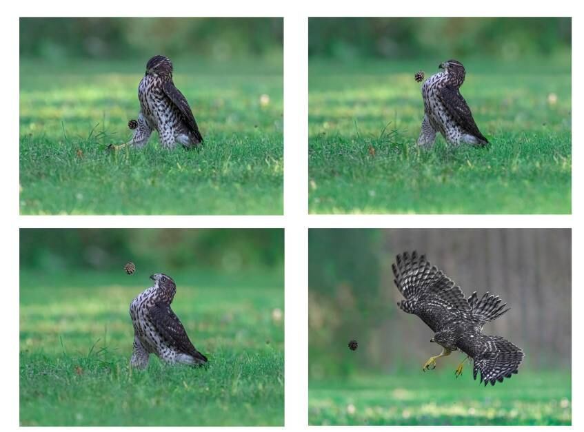 Na categoria Portfólio Incrível da Internet, quem se destacou e levou o prêmio foi o falcão boleiro que bateu de peito e fez até altinha. Será que ele seria escalado para a Copa do Mundo?