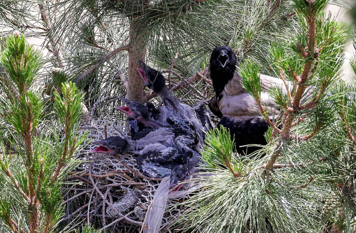A crow sits by young waiting to be fed in a nest built on tree branches in Iran's capital Tehran on June 29, 2021.
ATTA KENARE / AFP

