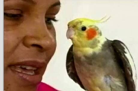 Ted fica no ombro da dona enquanto ela trabalha