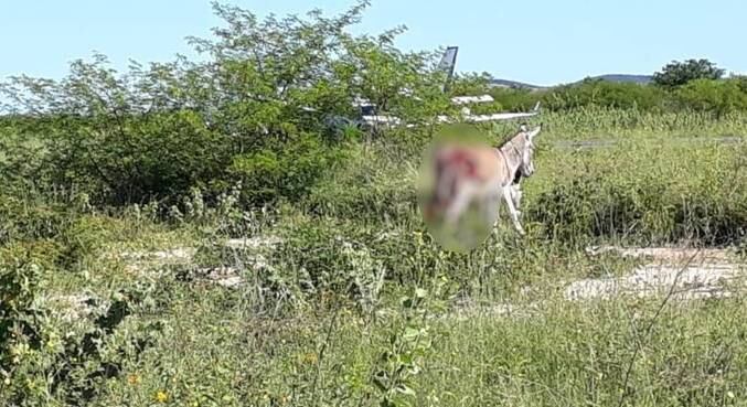 Jumento ficou ferido após ser atingido por avião, mas fugiu do local