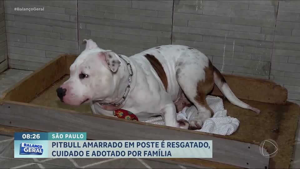 Pitbull que estava amarrado em poste é adotado por família na Grande São Paulo