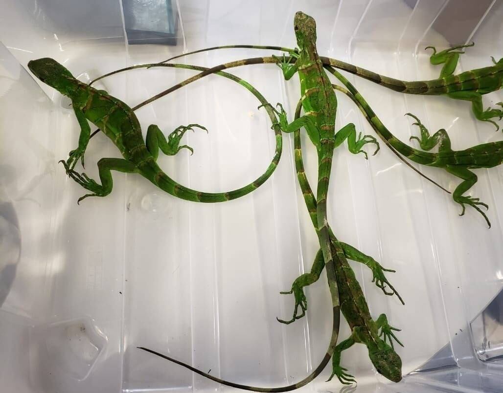 Suspeito mantinha espécies exóticas em casa