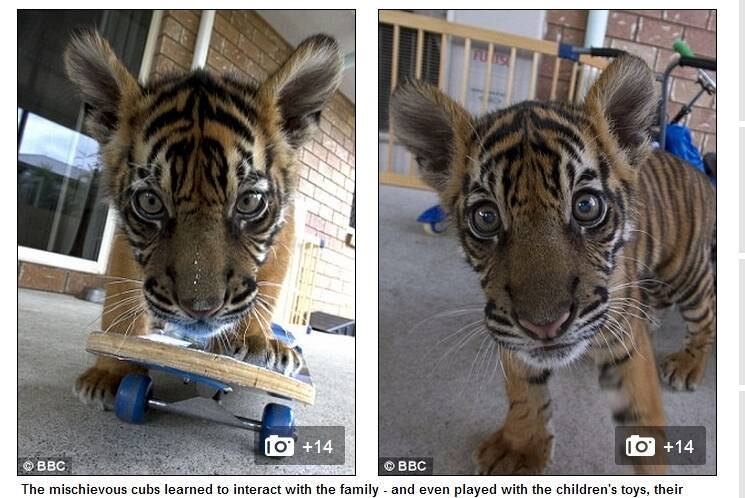Os tigres também aproveitam os brinquedos da família e até se divertem com o skate