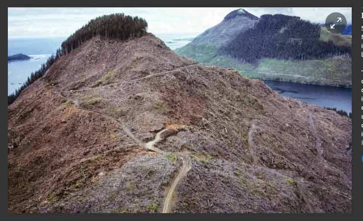 Às vezes chamado de o "Brasil do Norte", o Canadá, como seu parente da América do Sul, também não tem sido gentil com suas florestas nativas. É o que mostra o desmatamento na ilha de Vancouver