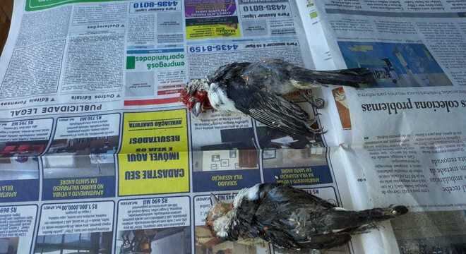 Alguns animais mortos também foram encontrados no local
