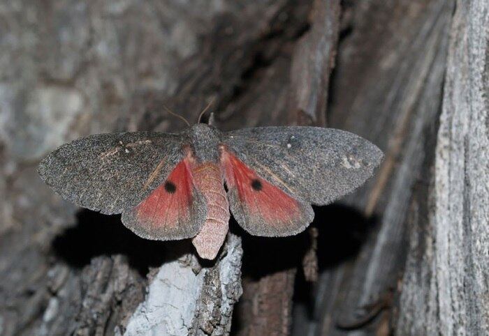 Espécie: Hubbard’s Small Silkmoth