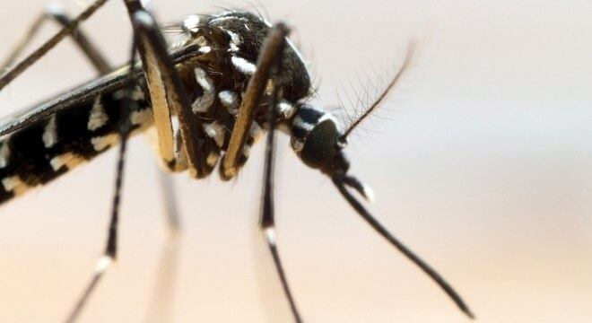 No Brasil, mosquitos resistentes à ação dos inseticidas se reproduzem cada vez mais
