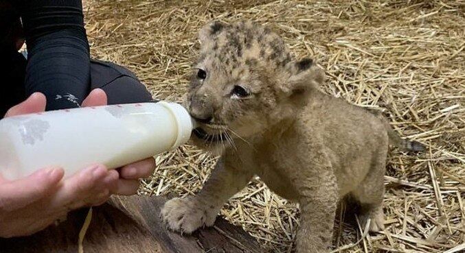 Simba foi gerado através do procedimento de inseminação artificial