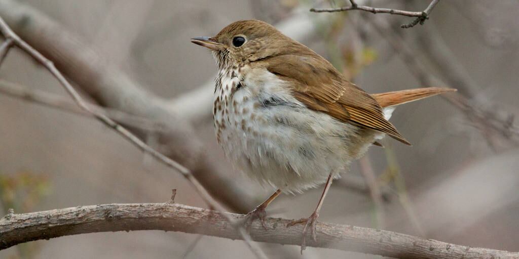 Ficou interessado em escutar o canto de um Catharus guttatus? Confira neste vídeo o grande cantor do mundo dos pássaros
