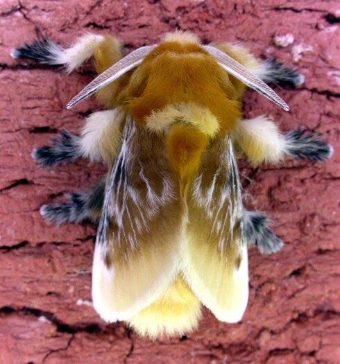 Espécie: Flannel Moth