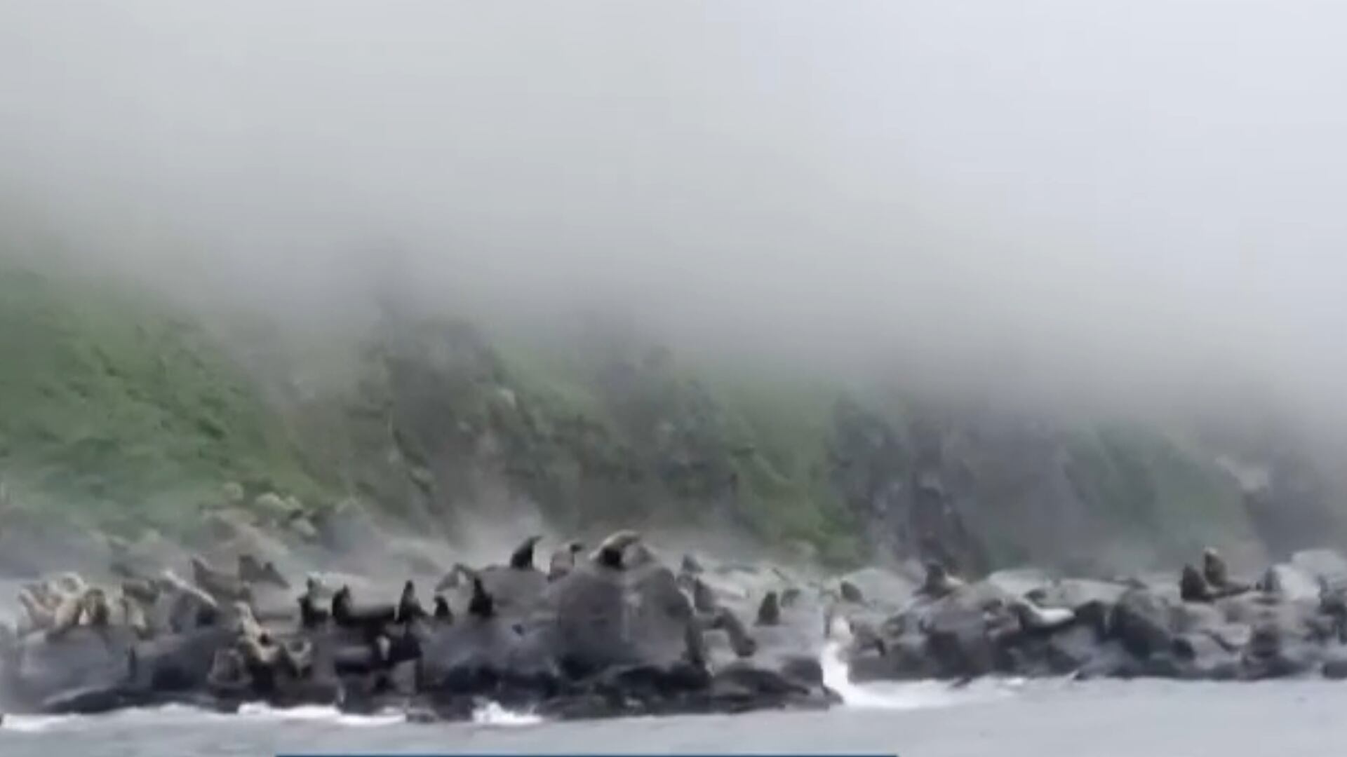 Vídeo registra momento em que leões-marinhos fogem para o mar durante terremoto na Rússia