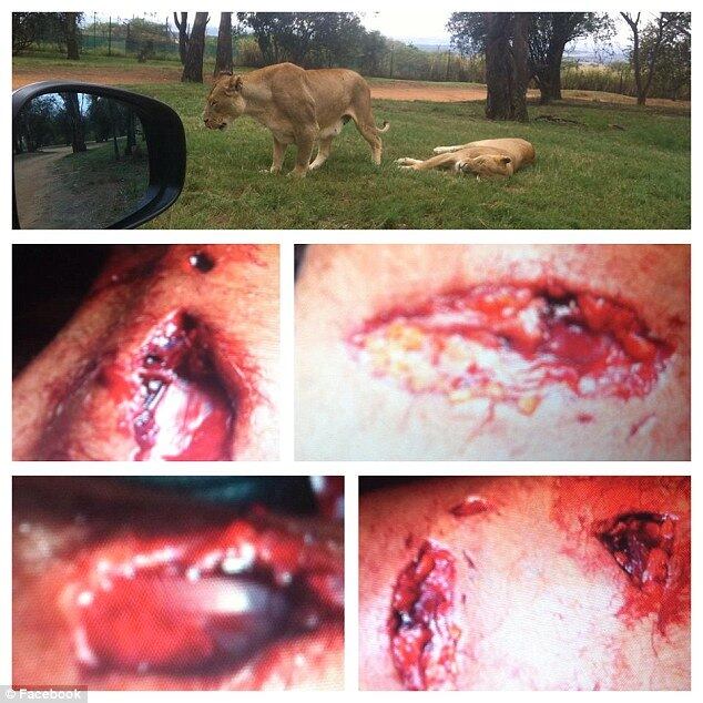Na foto, o turista australiano Brendan Smith mostra seus ferimentos profundos após ter sido atacado em março no mesmo Gauteng Lion Park
