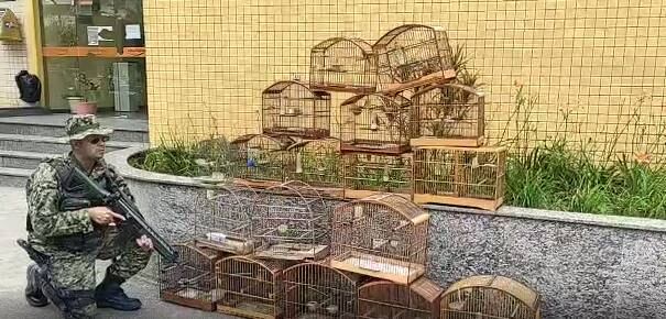 Polícia resgata pássaros após denúncia no RJ