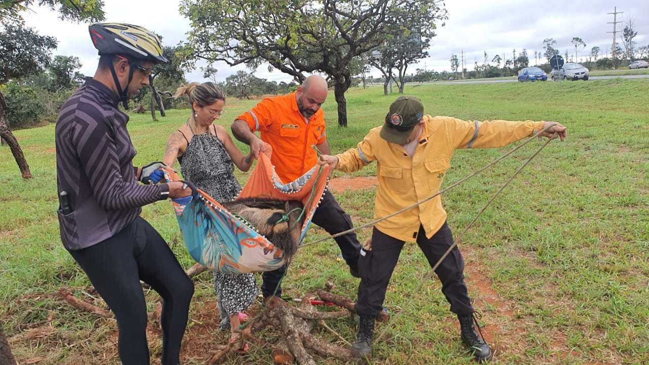 Animal foi resgatado no último dia 23, após ser atropelado em uma pista em São Sebastião (DF)