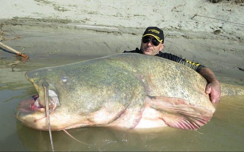 Peixe gigante de 127kg