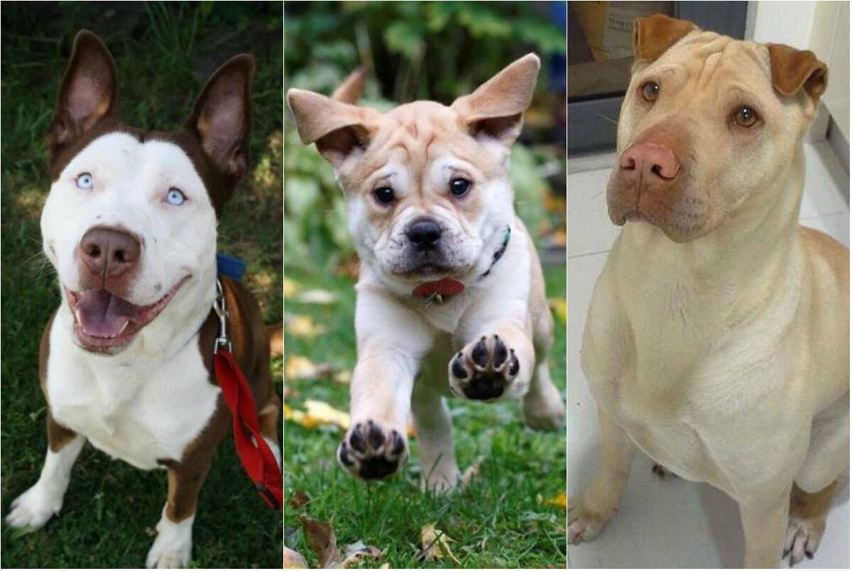Os cães da raça pit bull são cercados por esteriótipos negativos, mas o defensores da raça afirmam que o perfil violento tem muito mais a ver com a forma como o animal é criado. Por isso, separamos alguns casos em que houve uma mistura entre o pit bull com outras raças e o resultado foram cachorros fofos e adoráveis. Confira!