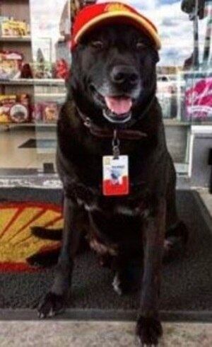 Animal estava lá antes do posto abrir