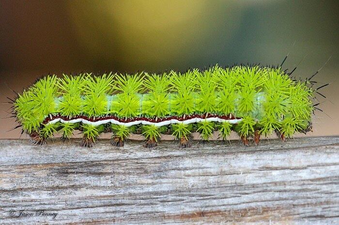 Espécie: Io Moth