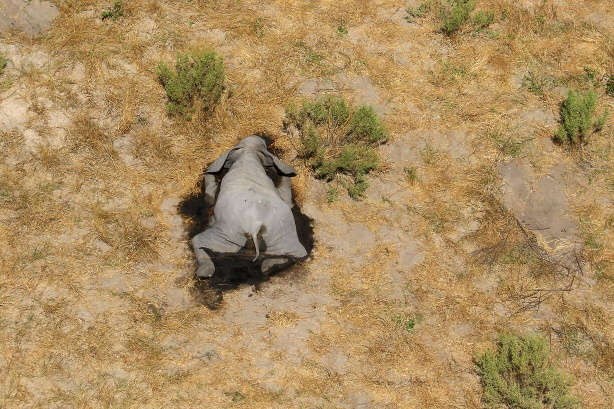 A dead elephant is seen in this undated handout image in Okavango Delta, Botswana May-June, 2020. PHOTOGRAPHS OBTAINED BY REUTERS/Handout via REUTERS ATTENTION EDITORS - THIS IMAGE HAS BEEN SUPPLIED BY A THIRD PARTY.