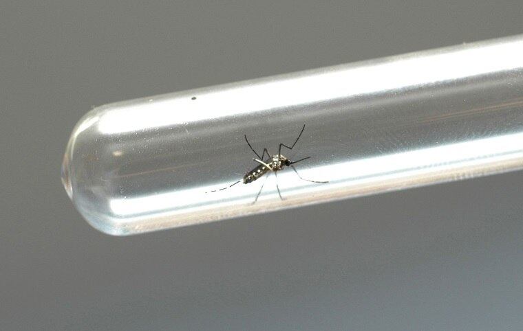 Dengue é transmitida pelo mosquito Aedes