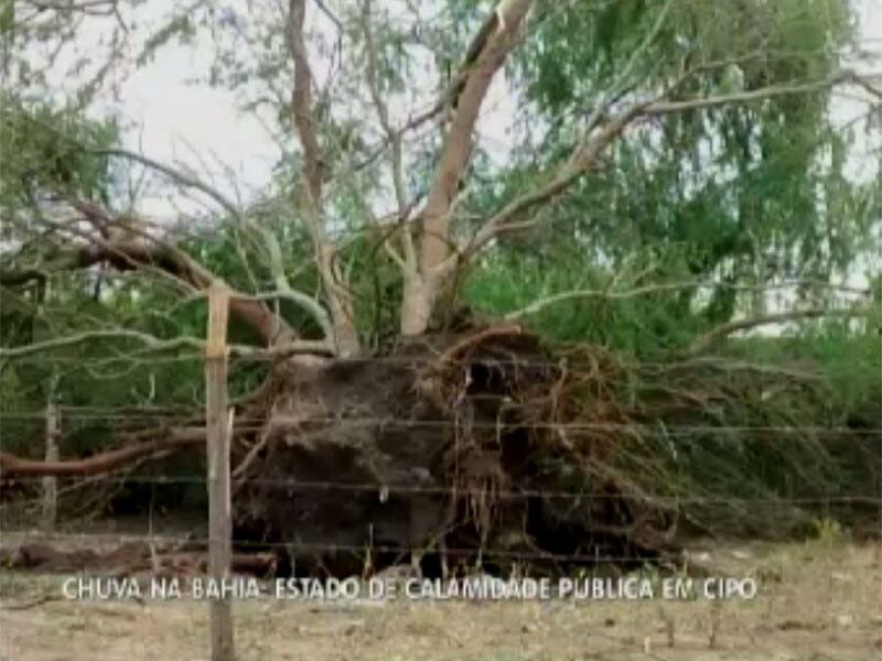E até uma grande árvore foi arrancada pela raiz