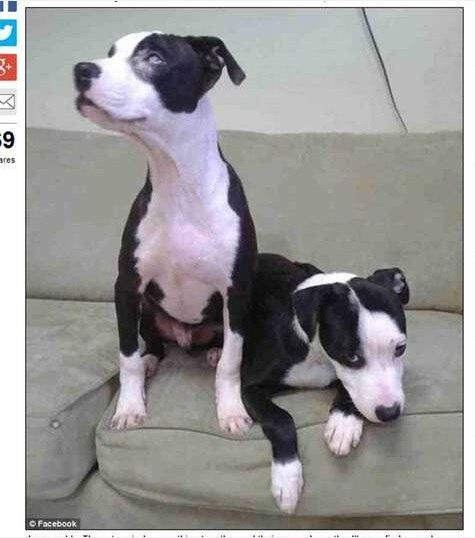 Que alguns cachorros são usados para serem cães-guias de humanos, todos já sabemos. Mas um caso de um pitbull que ajuda seu irmão a sobreviver é emocionante. Agora, eles não precisam passar por tantos perigos, pois saíram das ruas para um abrigo. Entenda melhor