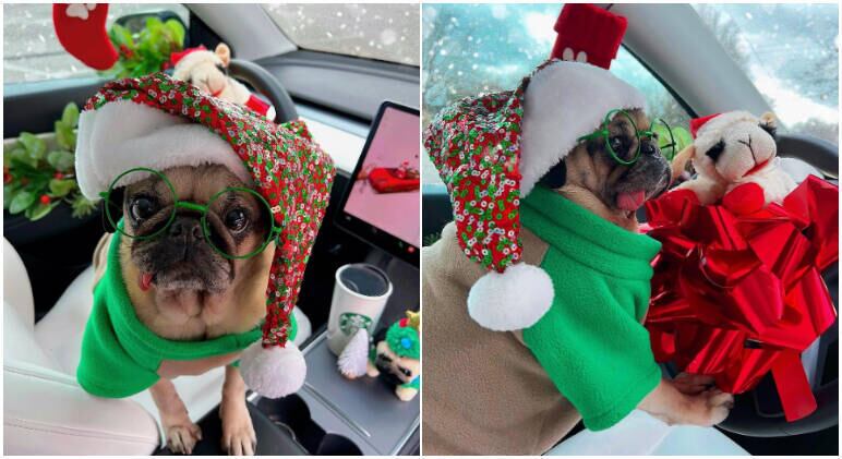 Cachorro  natalino