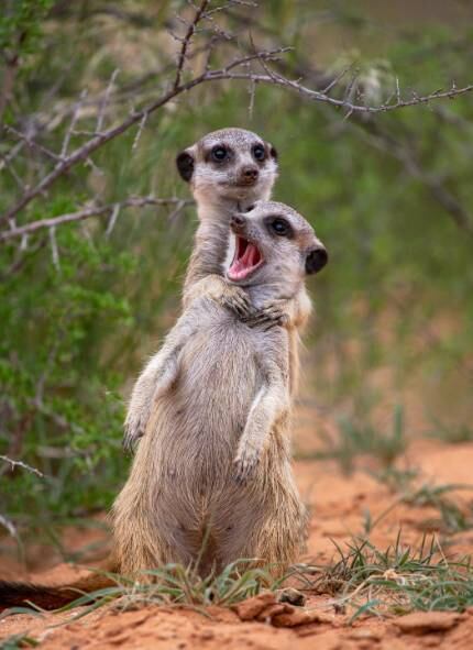 Amor ou ódio? Difícil saber!

NÃO PERCA: Prêmio elege melhores fotografias de drone; confira as imagens
