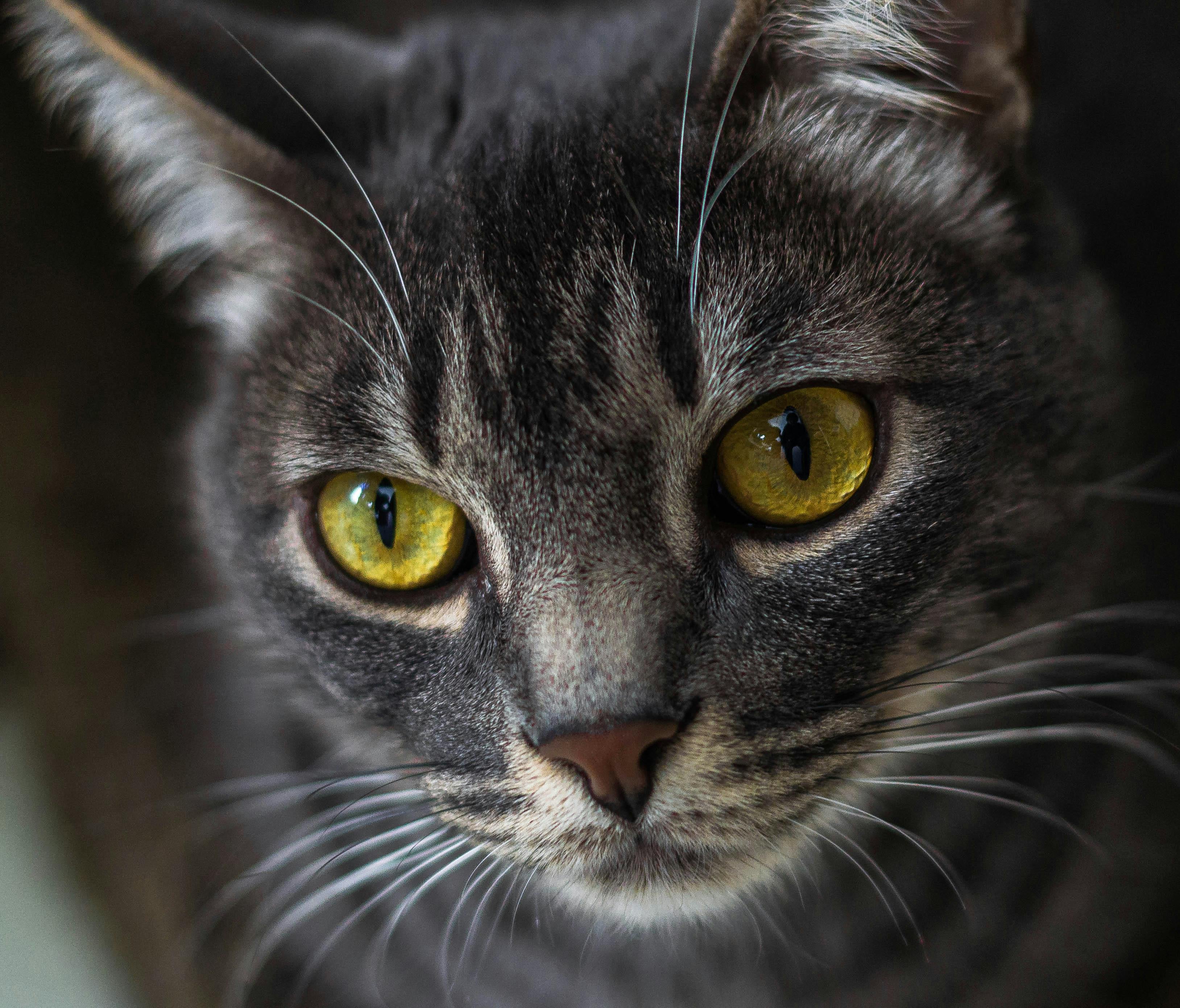 Após avaliação veterinária e liberação médica, Luna foi devolvida à colônia de gatos selvagens da qual fazia parte