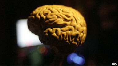 O cérebro humano é um dos órgãos mais complexos e importantes do nosso organismo. Sem ele, nenhum dos nossos sistemas funcionariam e não teríamos a inteligência que permitiu nos desenvolvermos como sociedade. E além disso tudo, ele ainda possui várias características bastante interessantes. Veja algumas delas a seguir