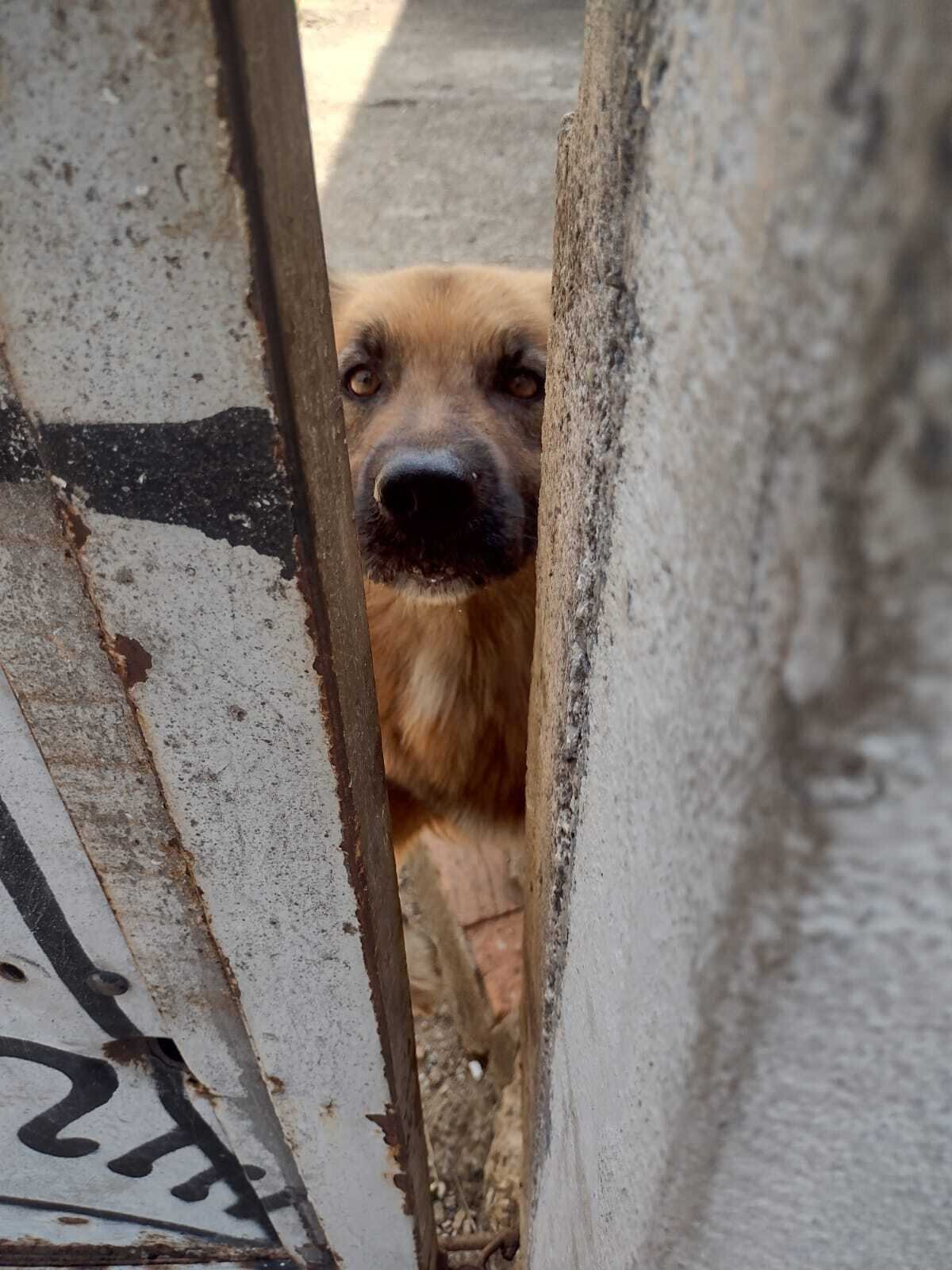 Animais podem ser instrumento de chantagem em casos de violência doméstica