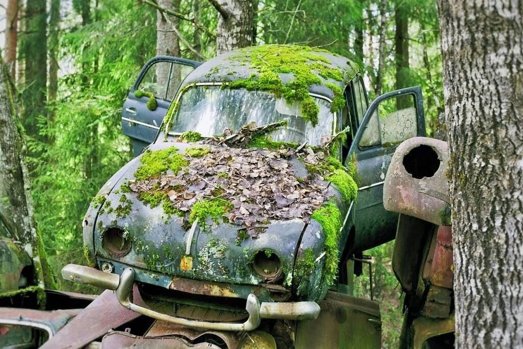 Segundo os ambientalistas, "a vida selvagem agora habita as carrocerias dos modelos"
