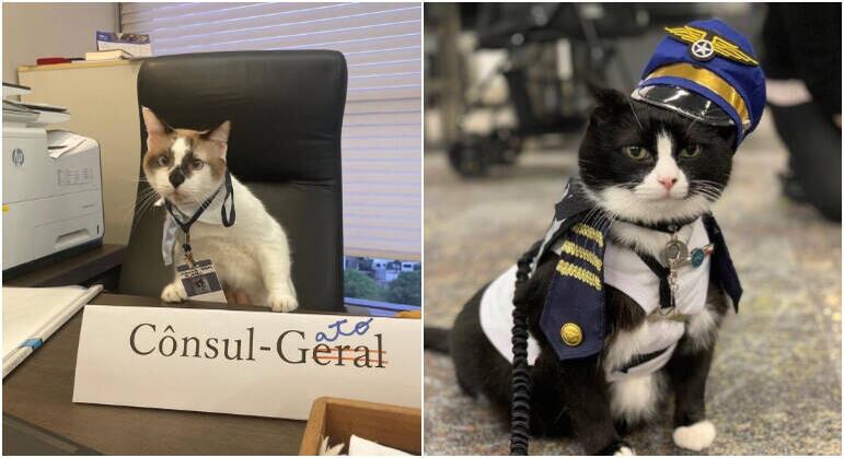 Muitas empresas integram animais domésticos às suas equipes com o objetivo de proporcionar uma melhor experiência a seus clientes. Alguns desses pets ganharam o coração da web em 2023. Veja bichos que foram "contratados" para divertir ou sofisticar a vivência dos consumidores e fizeram sucesso nas redes sociais
