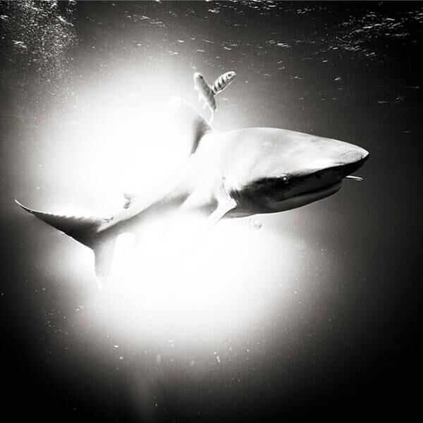 O fotógrafo aproveita seu tempo livre para se dedicar a documentar tubarões em seu habitat natural ao redor do mundo e até já desenvolveu suas próprias técnicas de fotografia no mar