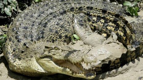 No último ano, seis pessoas foram atacadas por crocodilos na região