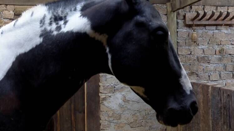 Colorado é o xodó da sede! O cavalo diverte os peões com suas mudanças de humor e deixa claro que um simples carinho não é capaz de comprá-lo. Apesar de teimoso, o animal é divertido e uma ótima companhia para os peões que vão para a Baia