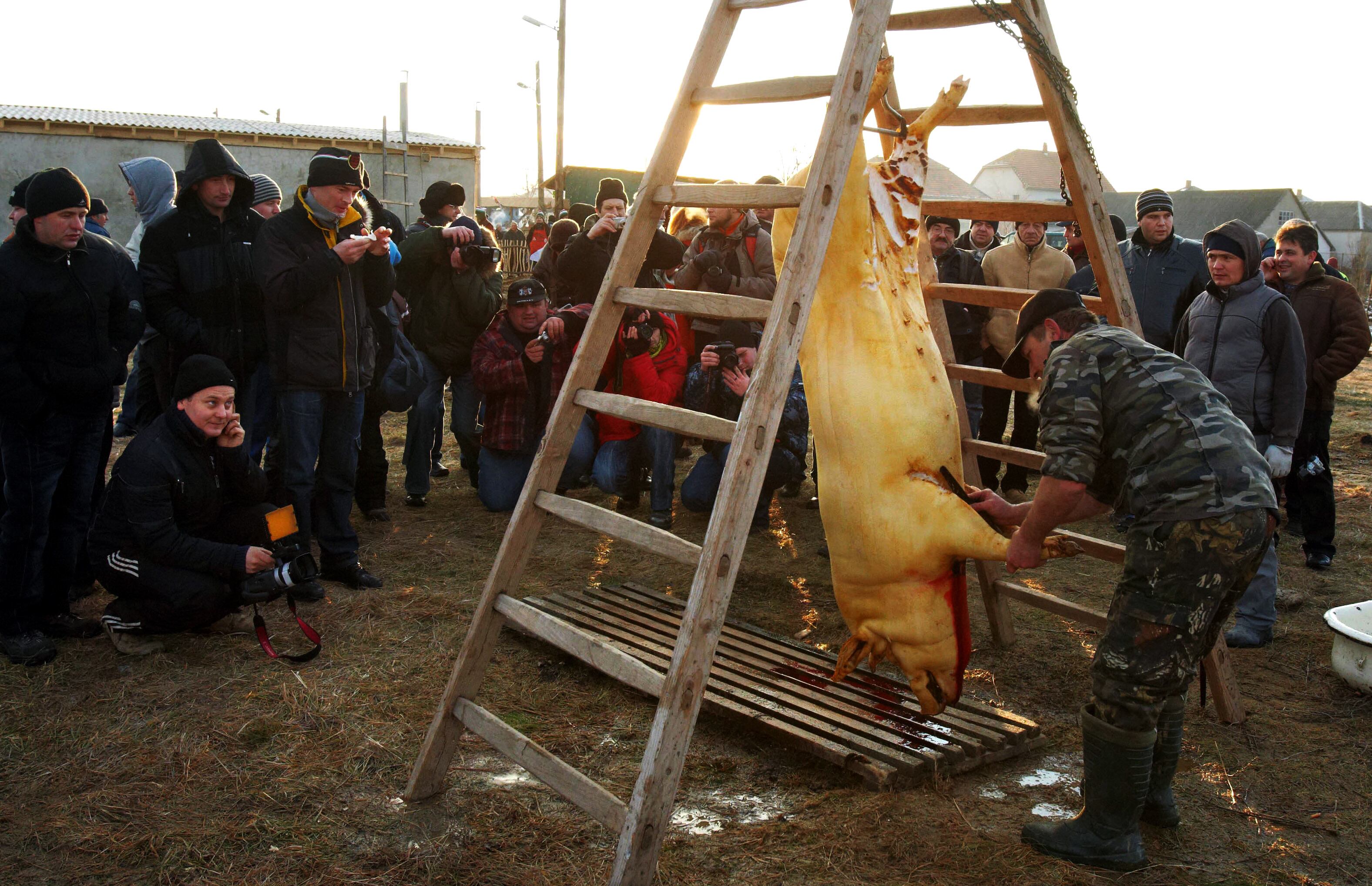 Durante o tradicional torneio, os açougueiros precisam matar
o porco, limpar a carcaça e preparar uma variedade de pratos