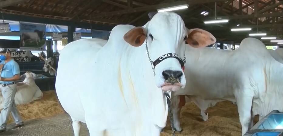 Vaca da raça Nelore é avaliada em R$ 8 milhões
