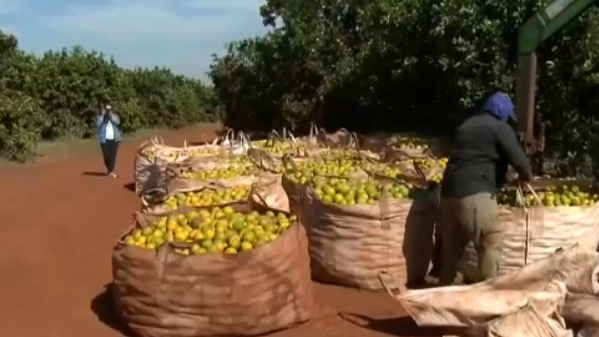 Cada pé de laranja pode neutralizar até dez dias de emissões de um brasileiro, aponta Embrapa