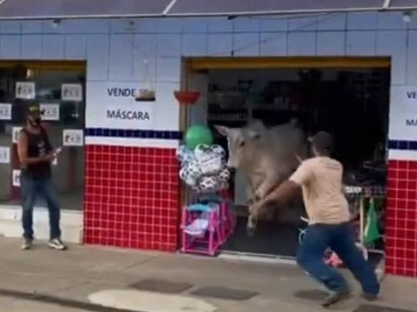 Boi foi flagrado fugindo de dentro da loja