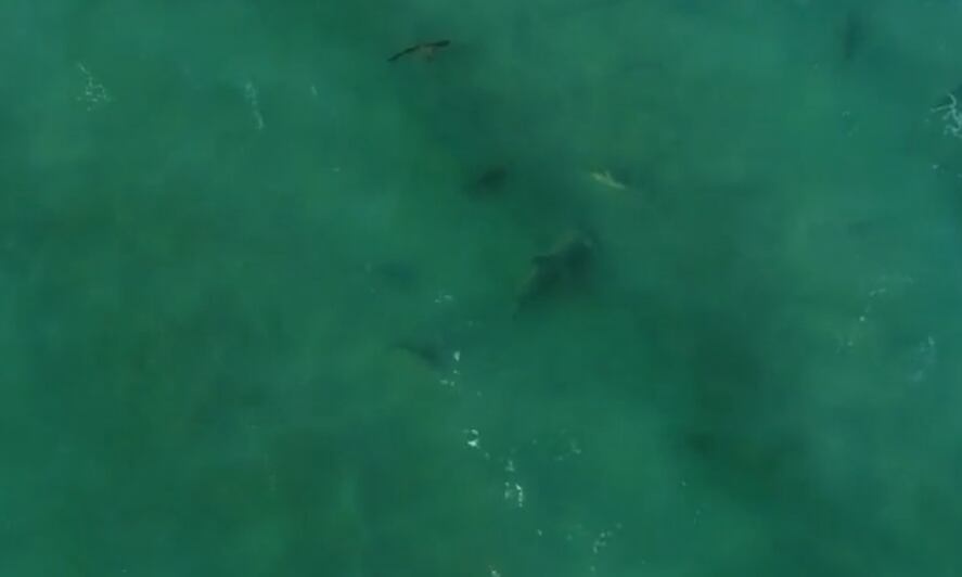 Tubarões migram Flórida EUA